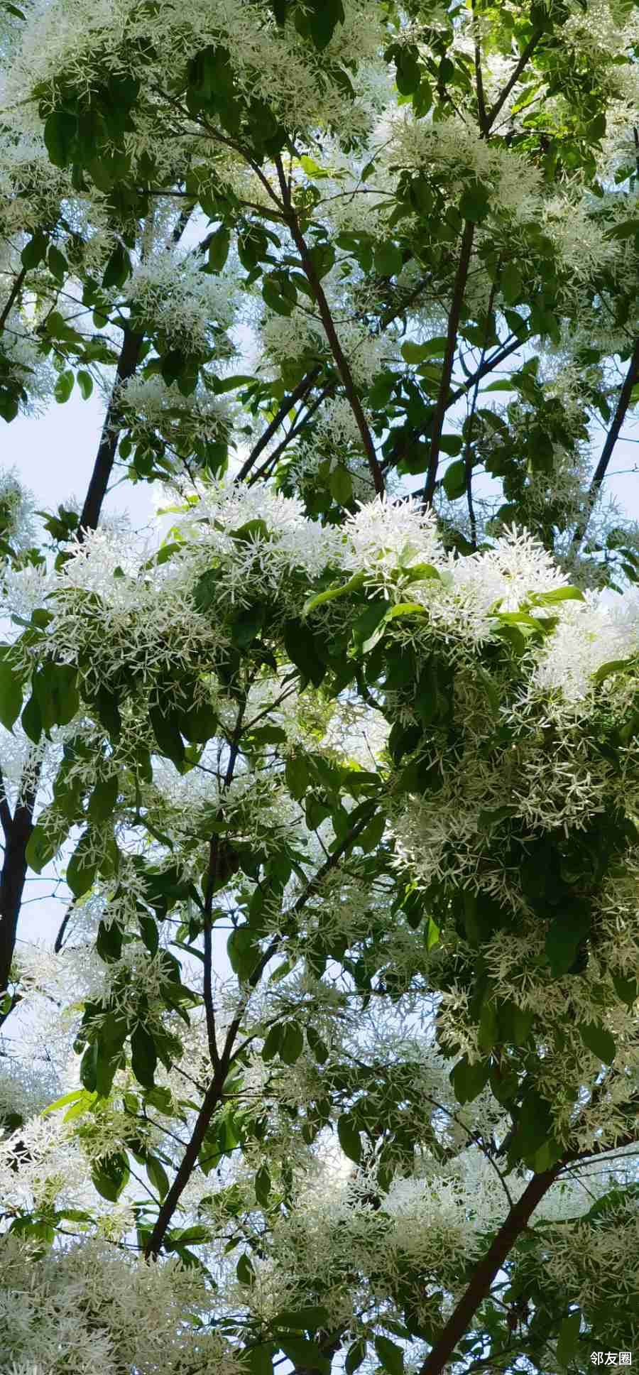 景山公园里的流苏树开花了