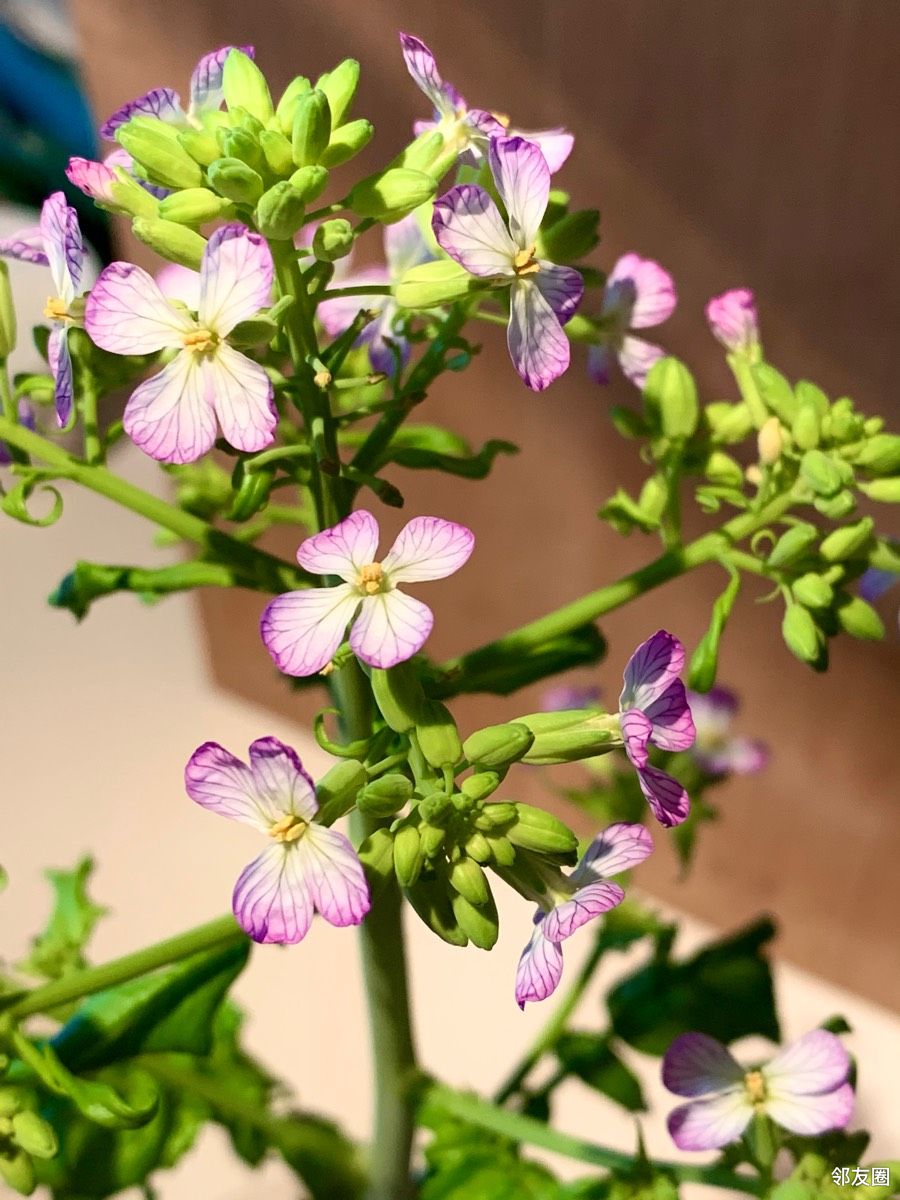 晒五一小长假前几天我就发表过我家青萝卜开花近几天越来越好看了碧绿