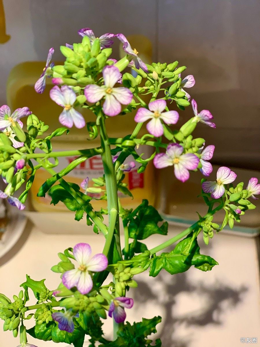 晒五一小长假前几天我就发表过我家青萝卜开花近几天越来越好看了碧绿