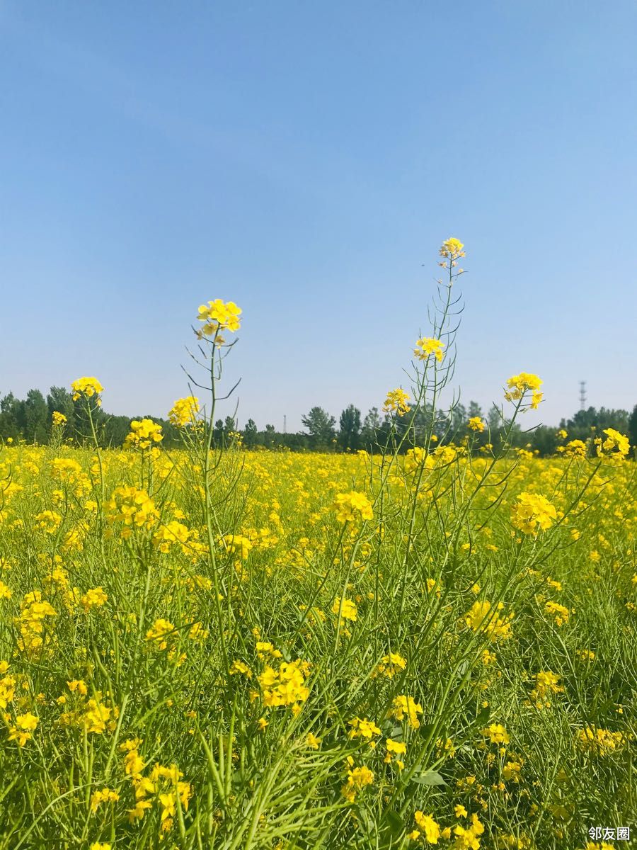 晒五一小长假又发现一处油菜花海平谷良庄子村真好没人适合拍照