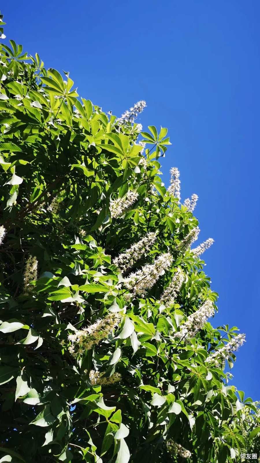 罕见300年菩提古树开花北京市内仅此一株