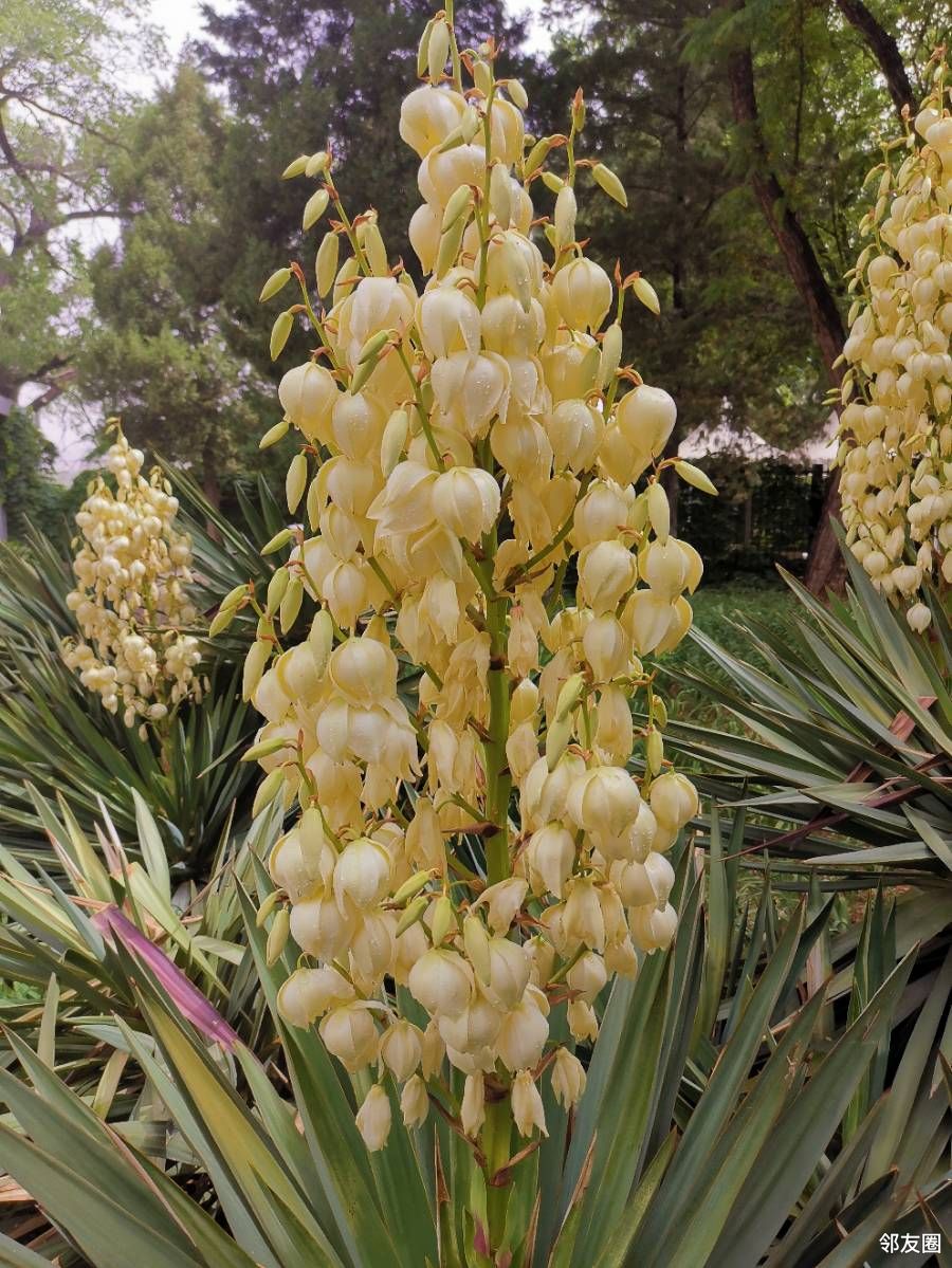 丝兰花原产北美洲