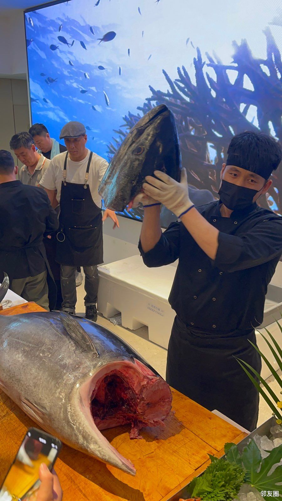 日本对马县产蓝鳍金枪鱼解体秀