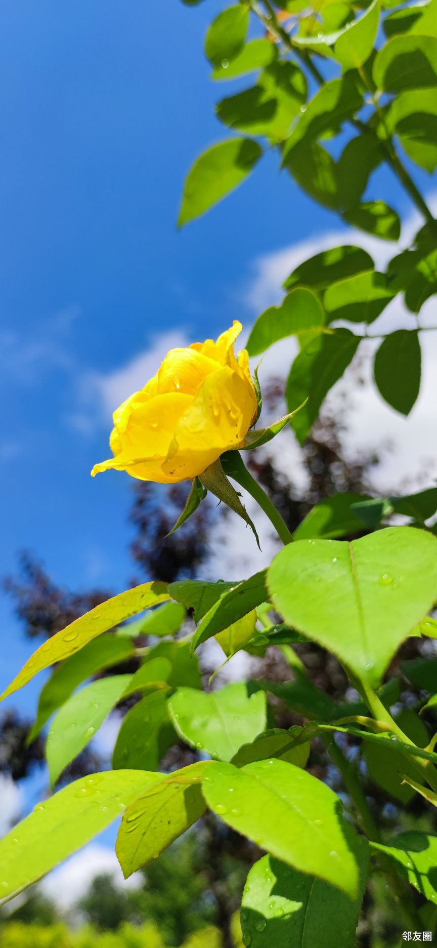 一场大雨洗礼过后在蓝天白云衬托下花儿更加娇艳美丽