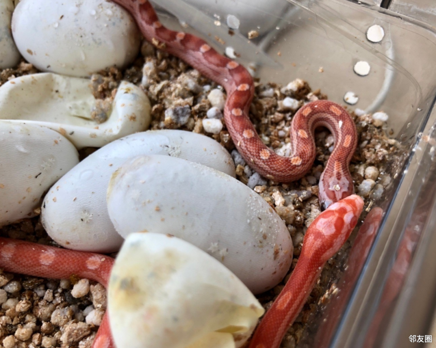 宠物日记苞米蛇出壳啦红彤彤的真可爱