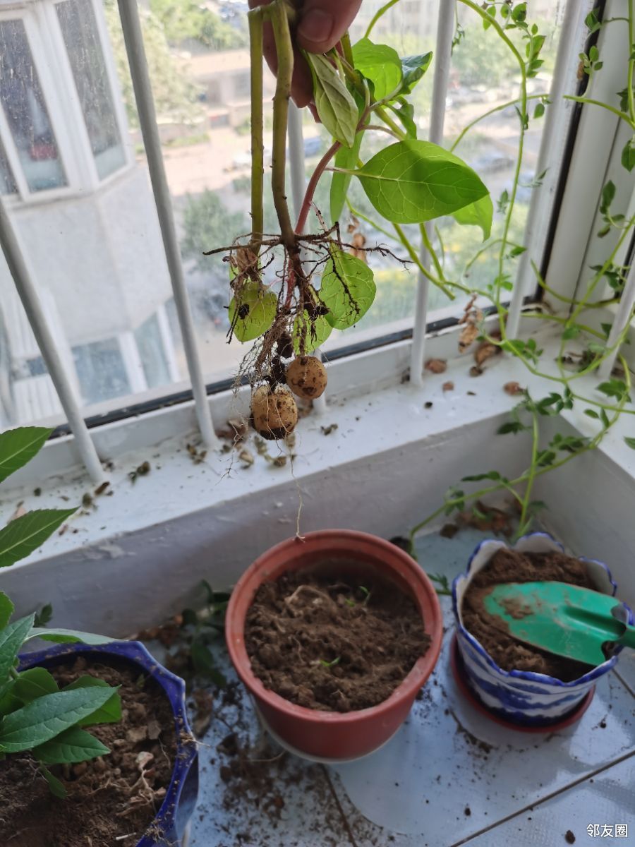 自家花盆种的土豆终于结果了
