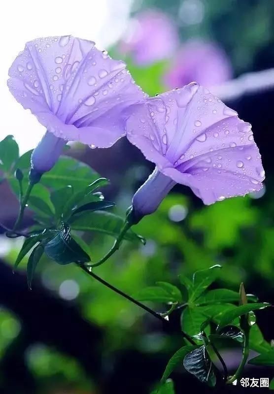 夏天的味道风雨中的灿烂