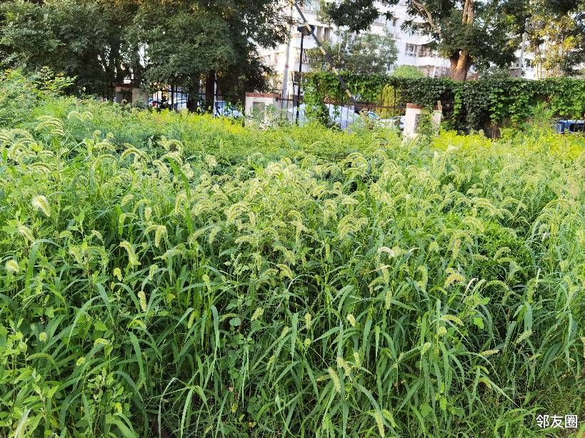 今年雨水多牛尾巴草长的真好