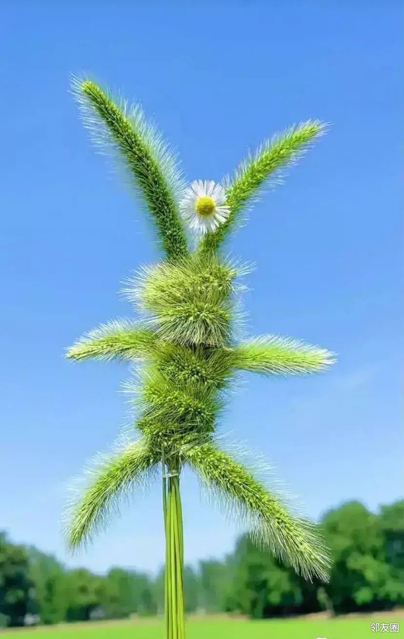 今年雨水多牛尾巴草长的真好