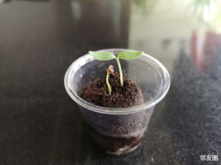 绚烂八月我是种植小能手鸡蛋茄培育成功