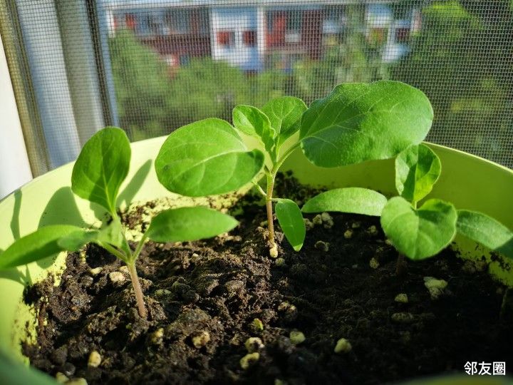 绚烂八月我是种植小能手鸡蛋茄培育成功