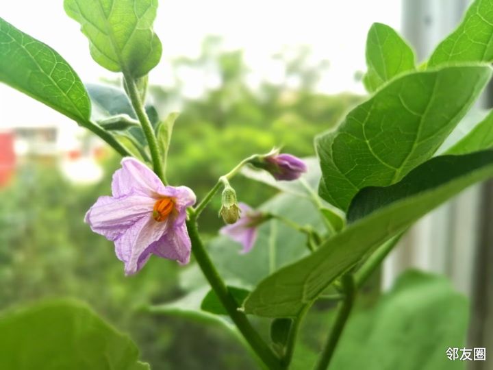 绚烂八月我是种植小能手鸡蛋茄培育成功