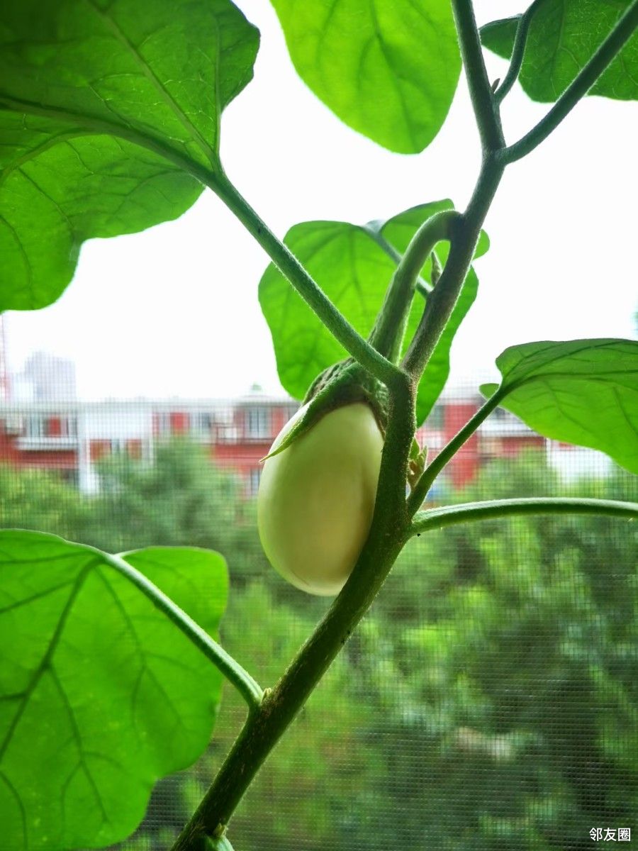 绚烂八月我是种植小能手鸡蛋茄培育成功
