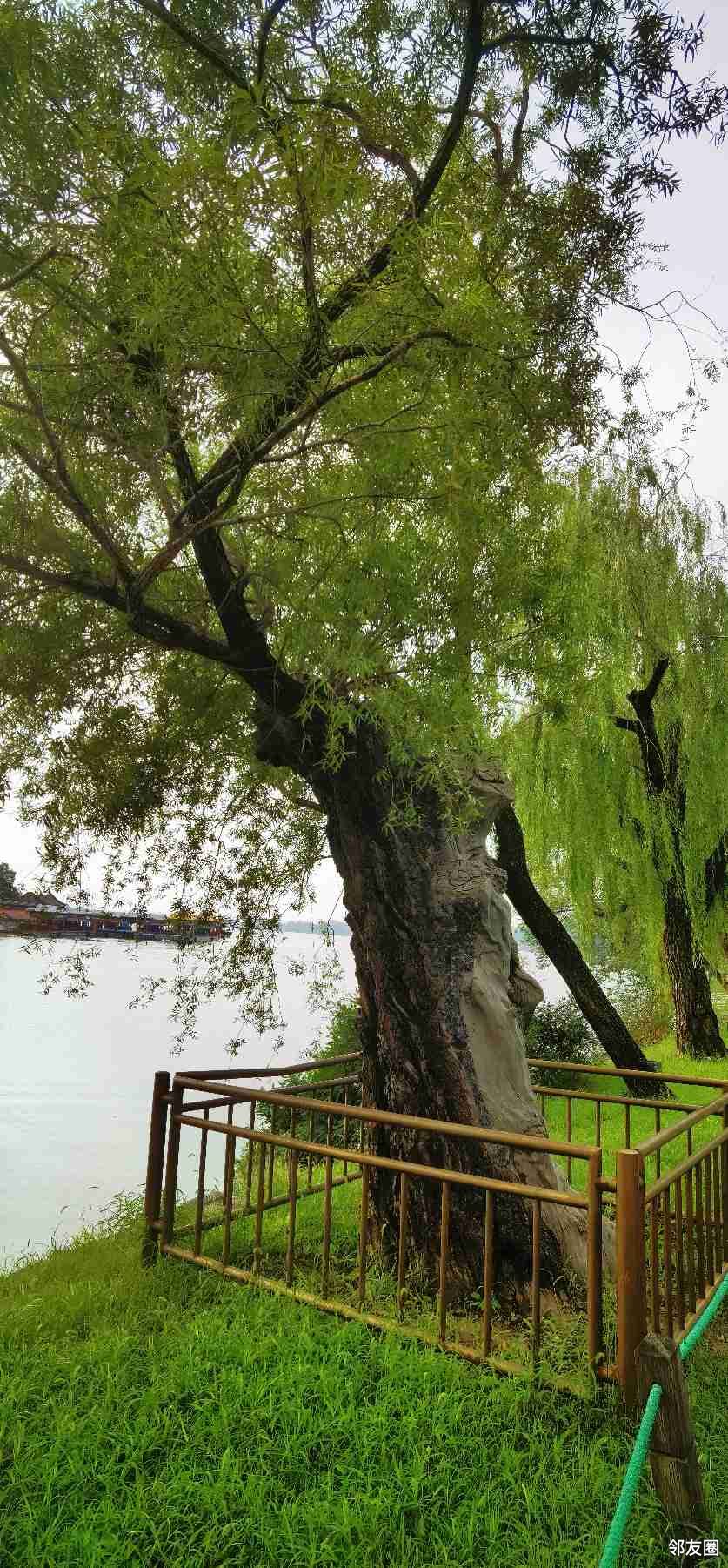 颐和园西堤古柳