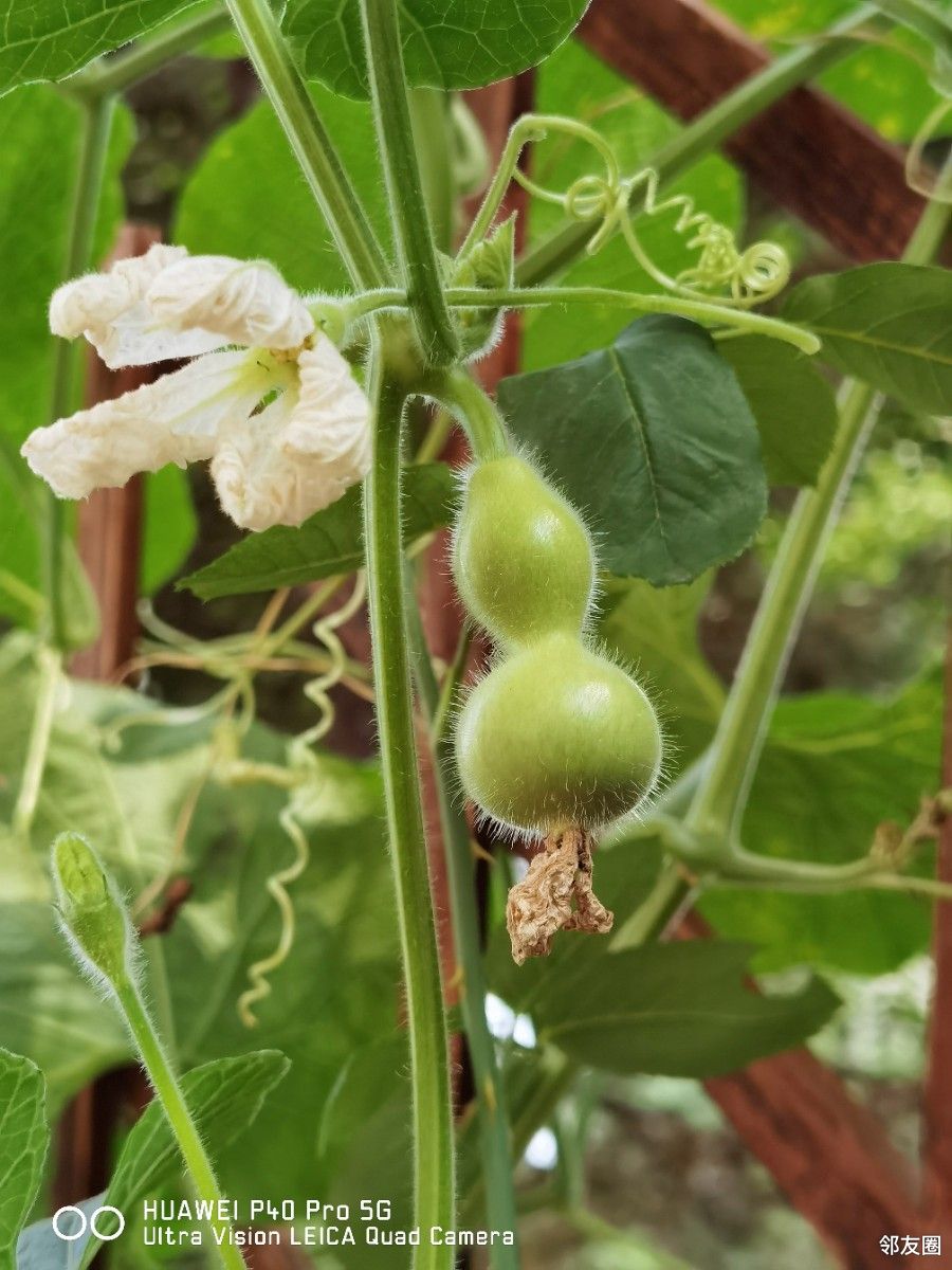 手捻葫芦植株图片