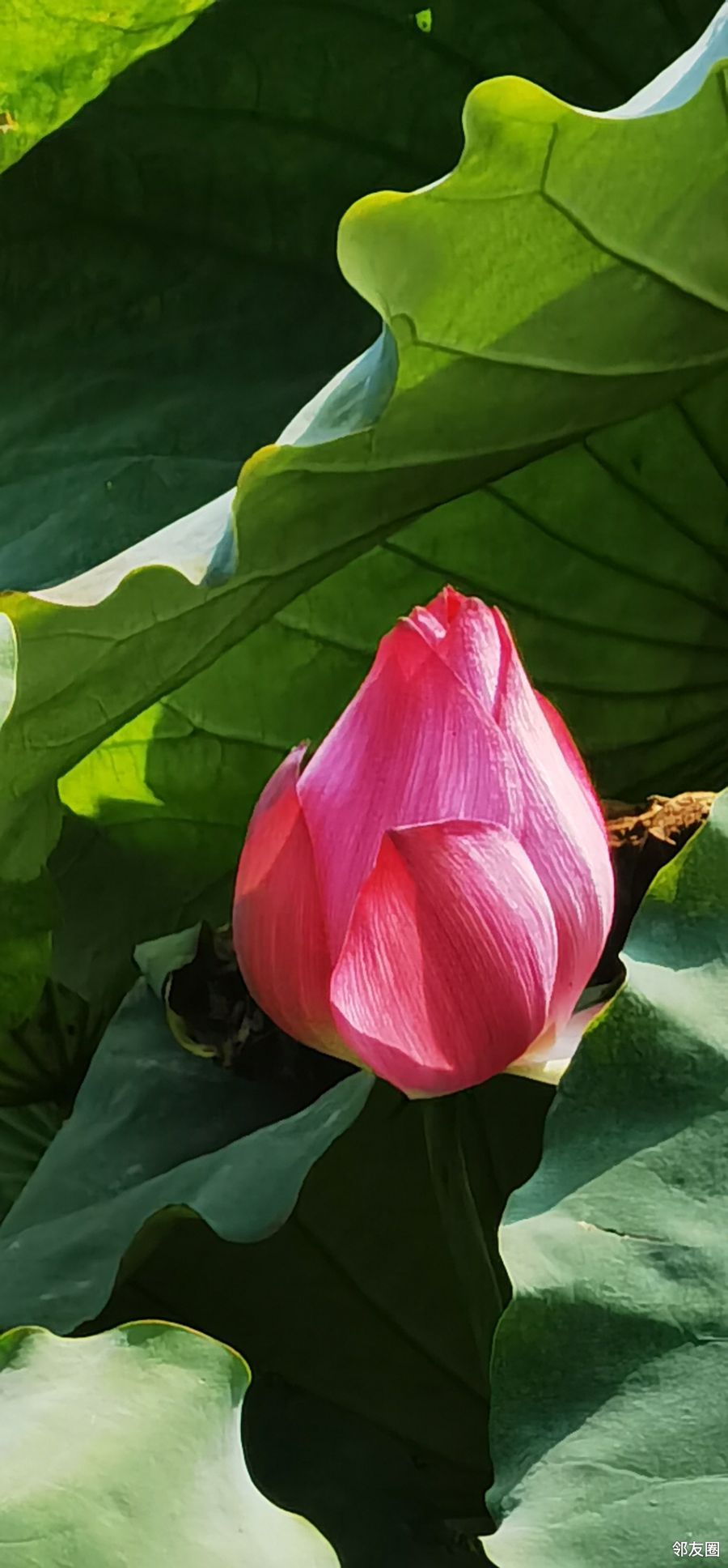 北海荷花隆重谢幕啦