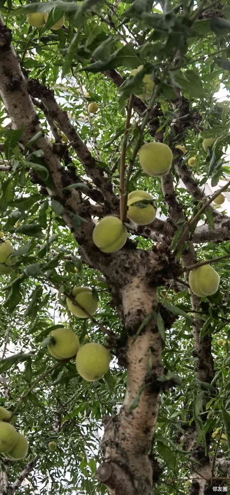 路边绿化带的桃子熟了