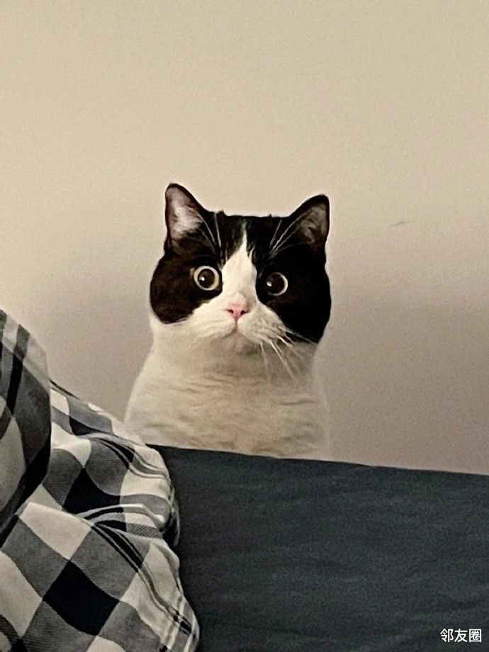 眼睛瞪得像铜铃黑猫警长