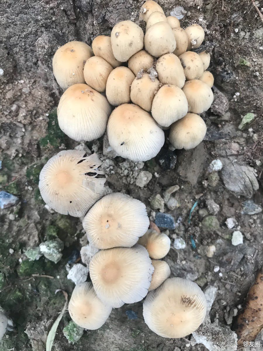 柳树下的蘑菇图片图片