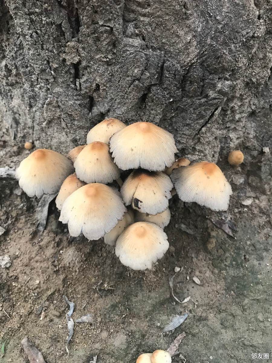 东北柳树蘑菇图片图片