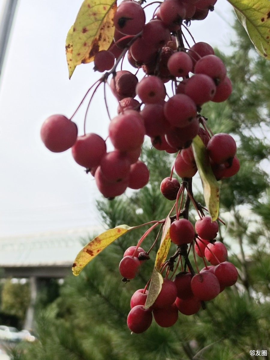 海棠红透了十月