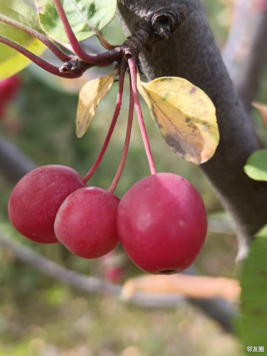 海棠红透了十月