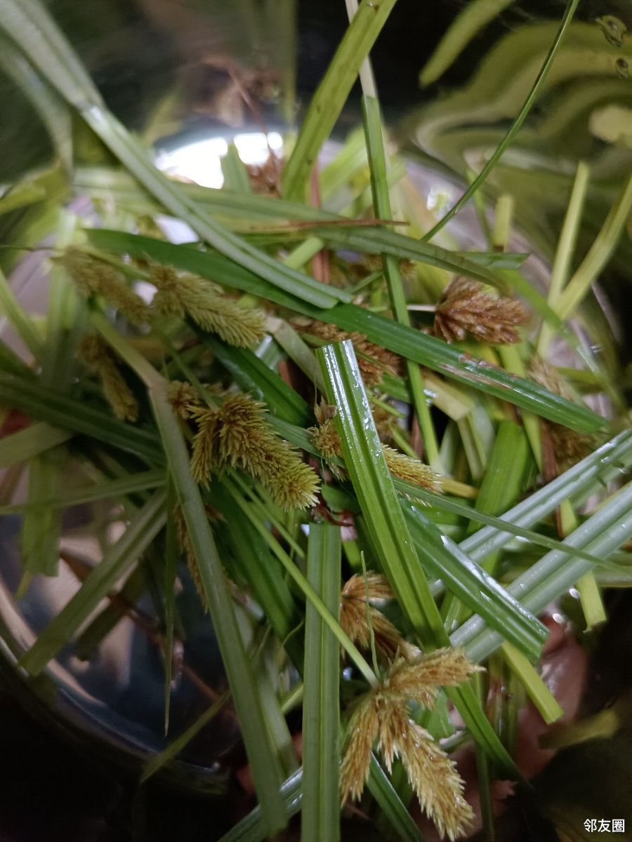 莎草功效的实验