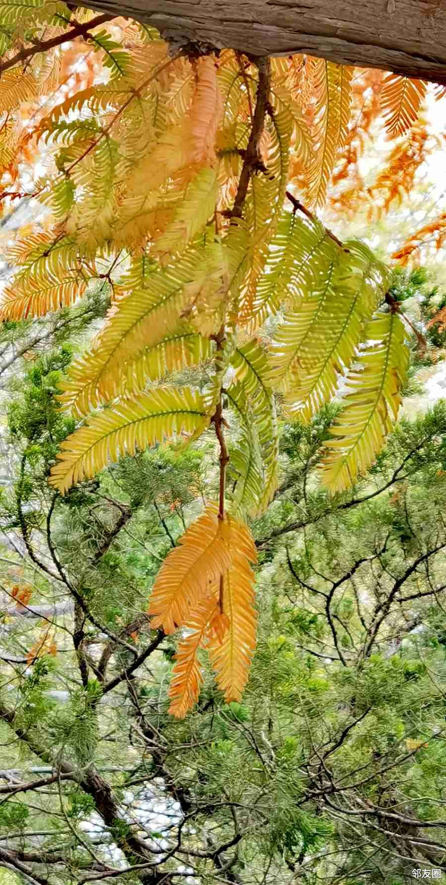 植物活化石水杉已经变色了