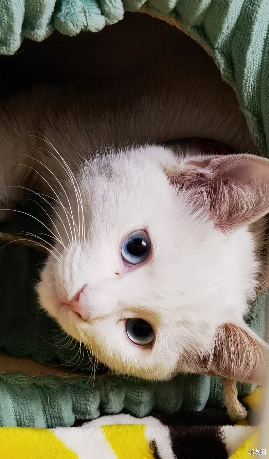 淘气顽皮的小猫