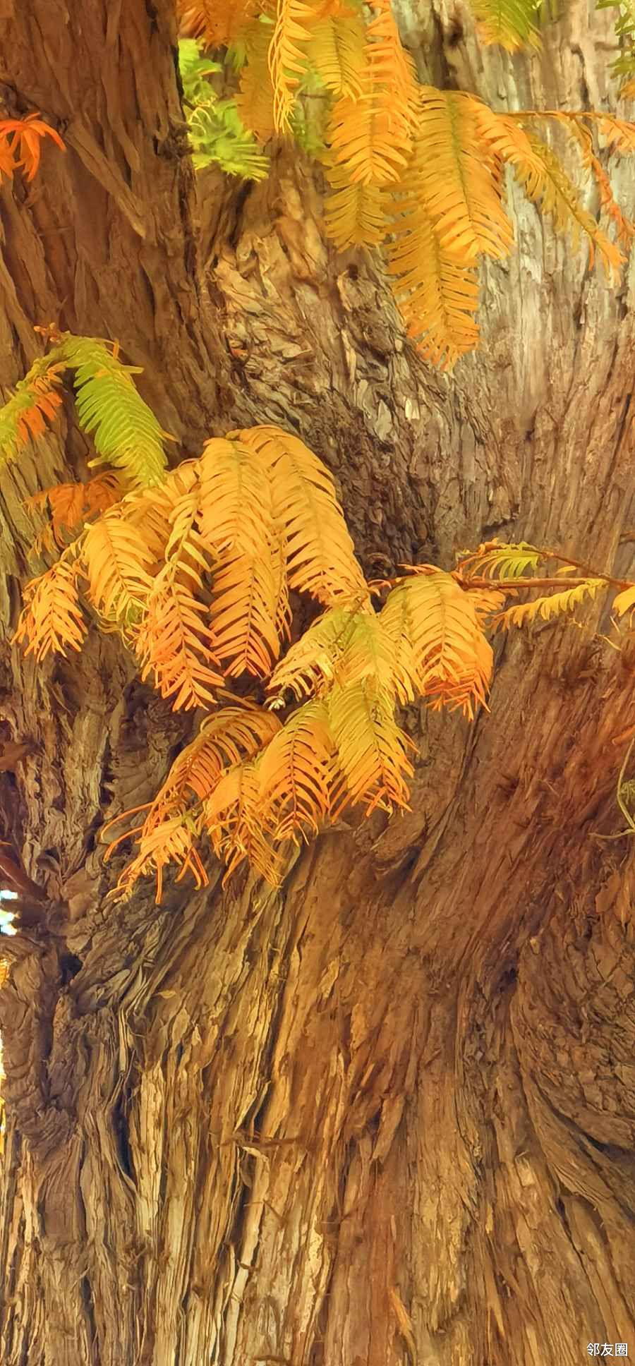 植物活化石水杉已经变色了