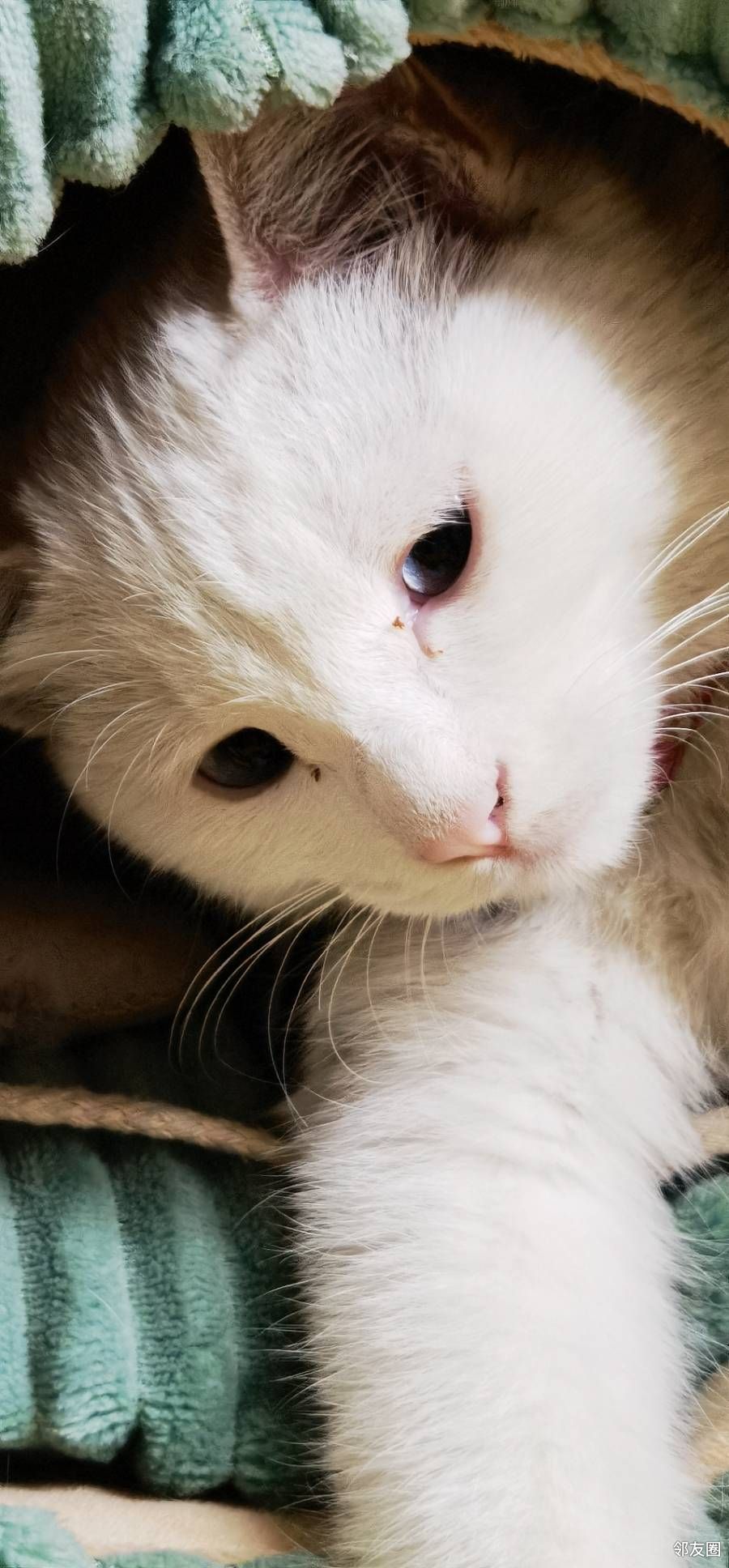 淘气顽皮的小猫