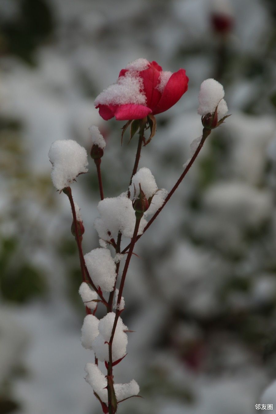 印象十一月冬韵之傲雪月季