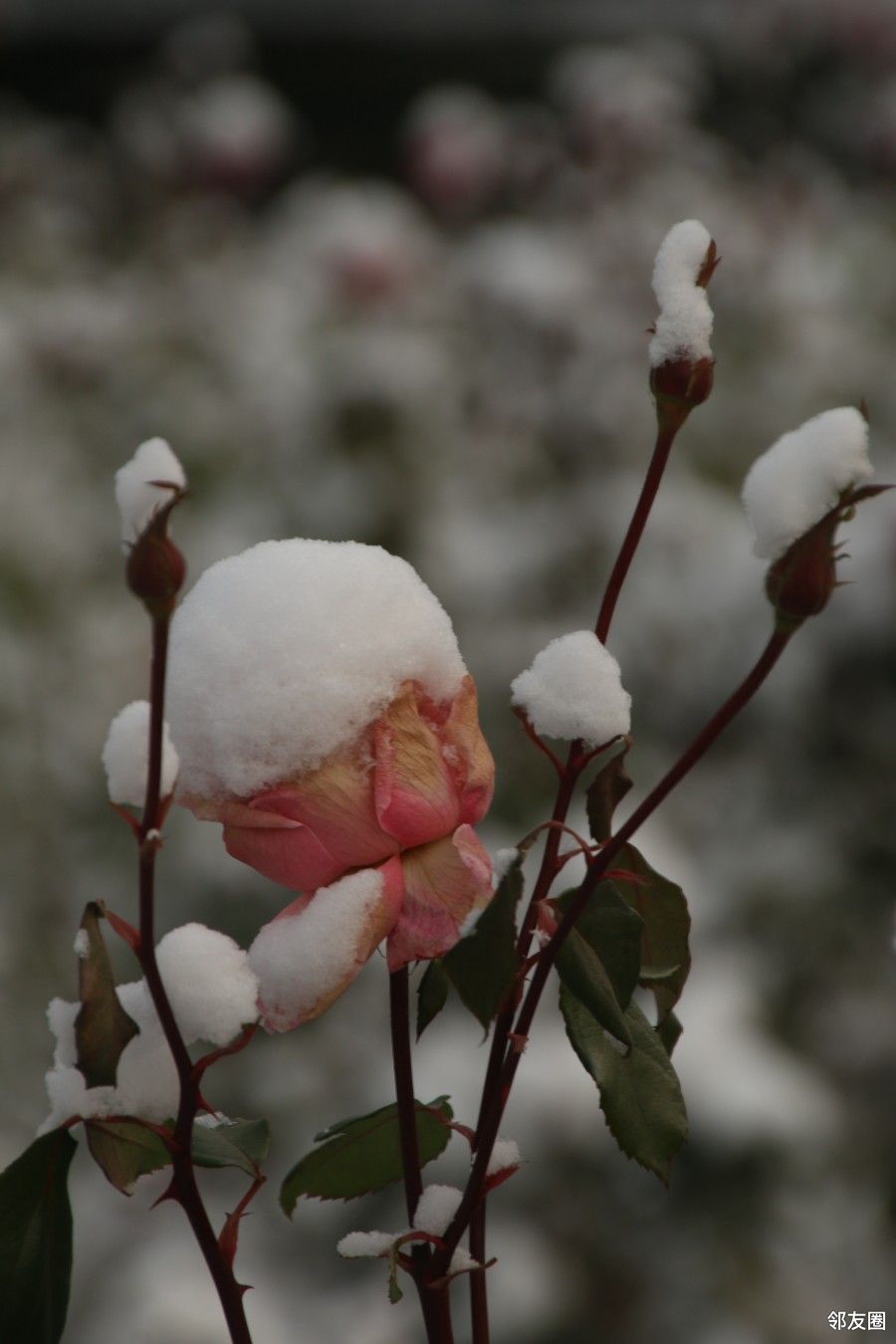 印象十一月冬韵之傲雪月季