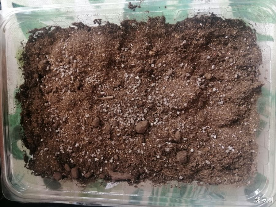 疫情之下快来看我种的上海青发芽了