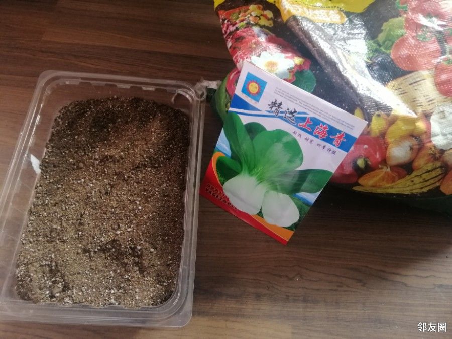 疫情之下快来看我种的上海青发芽了