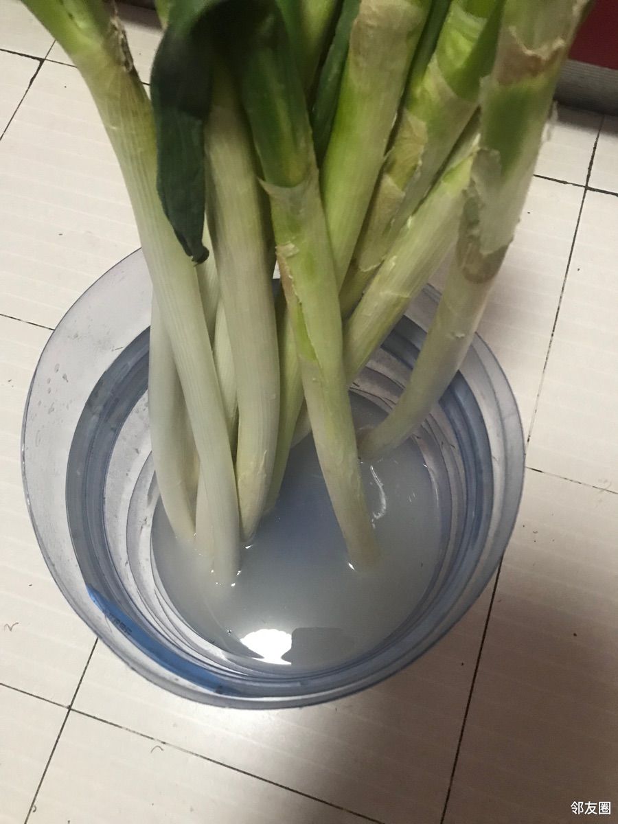 把大葱一根一根放里边准备好了调好的淘米水大葱须子剪下一点这样就行