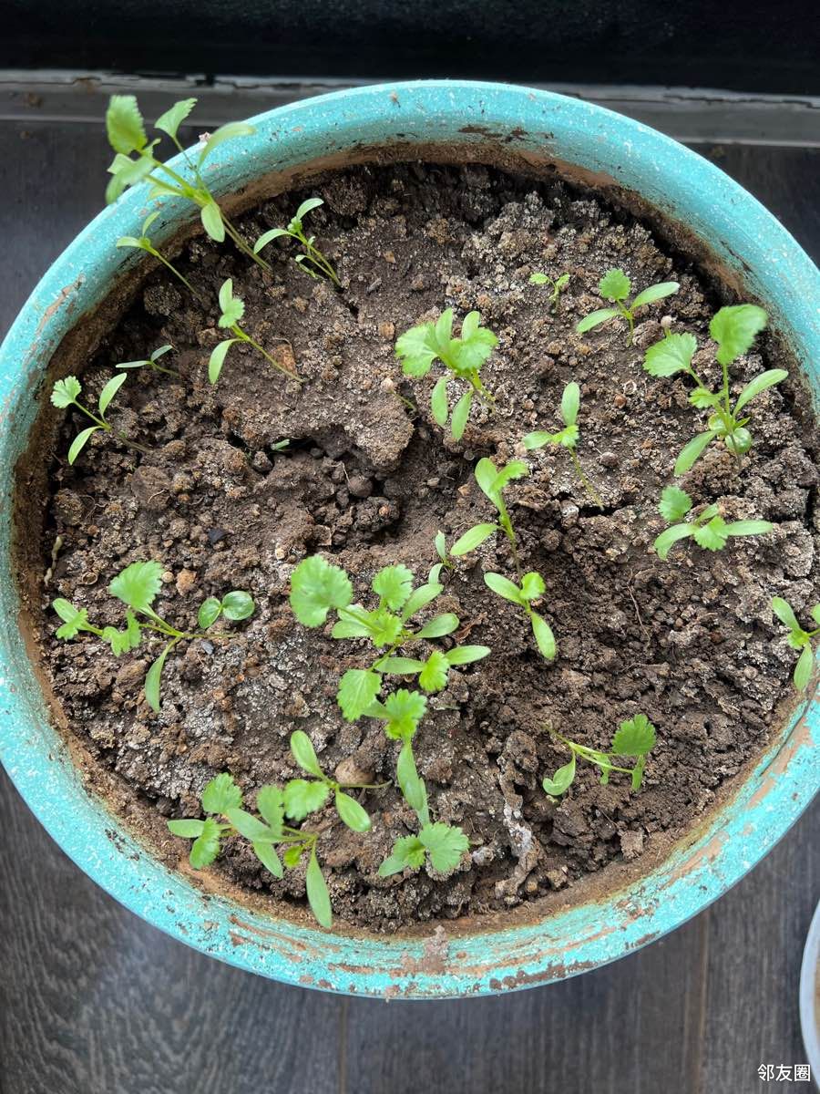 美食记阳台小菜园