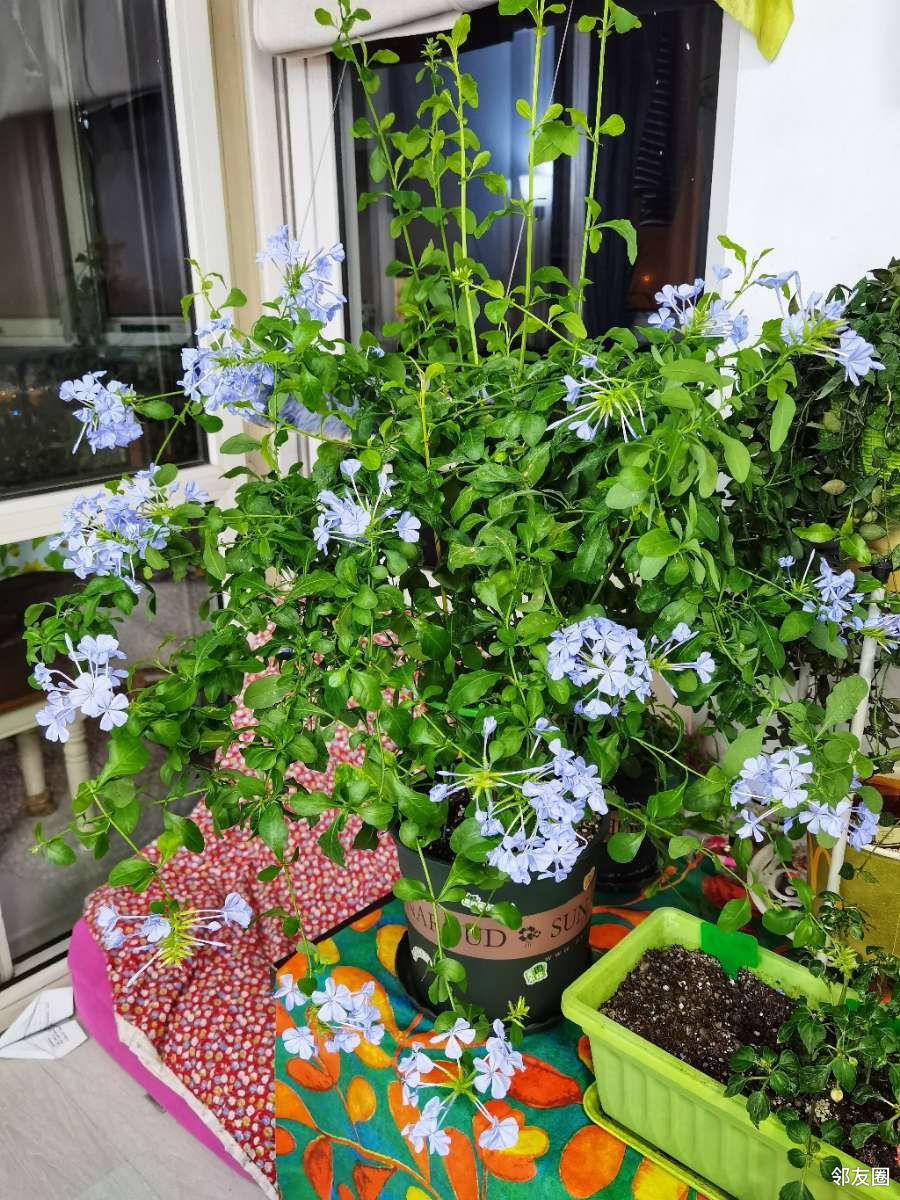 谁说蓝雪花不能过冬