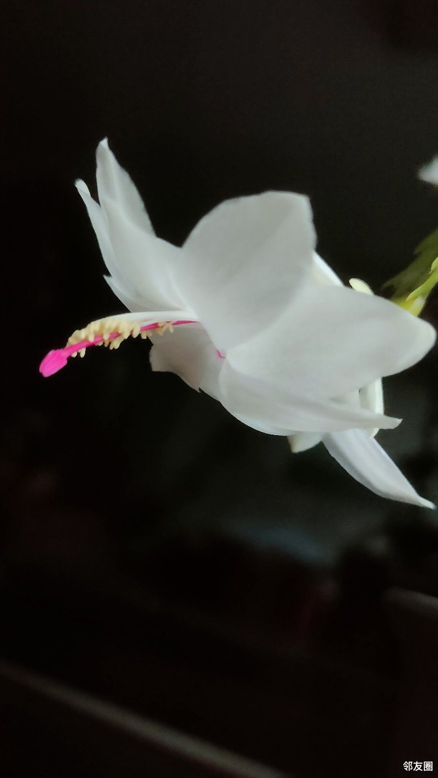 次第花开心存欢喜