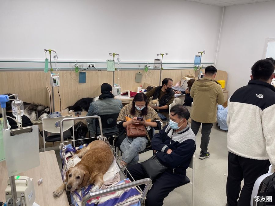 农大动物医院的新增诊疗项目~犬猫亲子鉴定 - 邻友圈