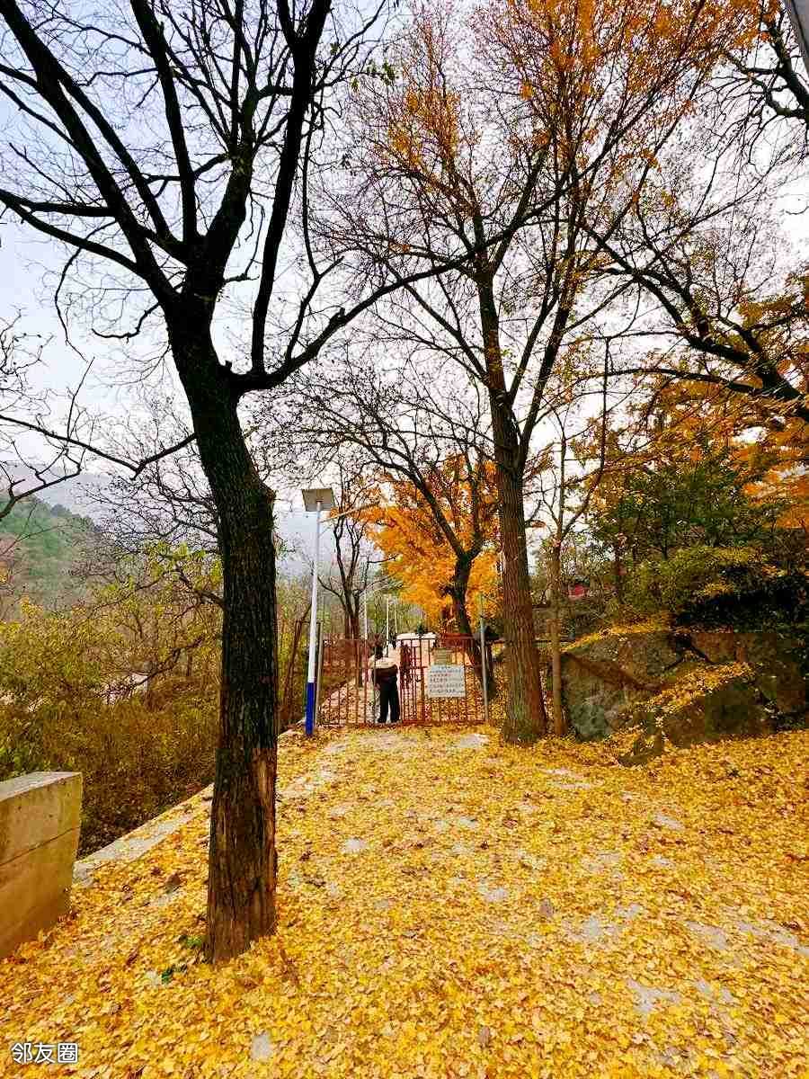北京最美的季节,不走寻常路打卡门头沟斜河涧村广化寺遗址的三棵古